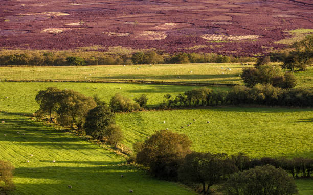 красивый пейзаж сельской местности на севере англии - yorkshire dales стоковые фото �и изображения