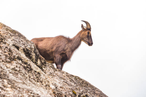 istock Mountain goat on the rocks. Nepal 1246932517