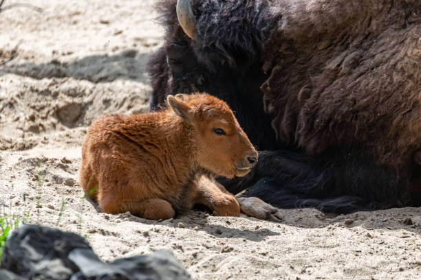 istock Young bison calf lies beside his mama 1246933118
