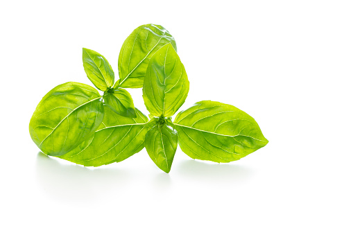Basil leaves perfect herbs isolated on white background with shadow under