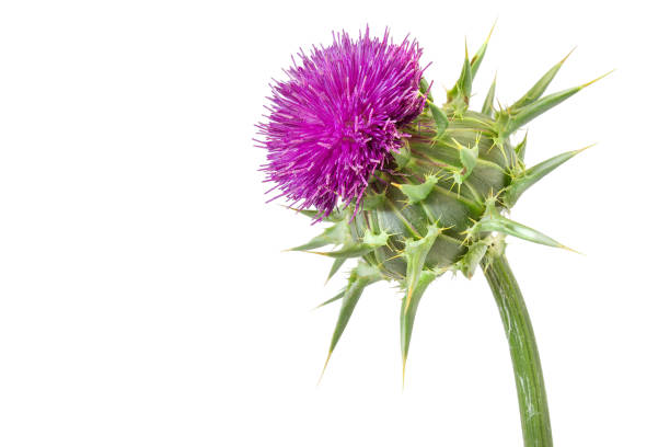 close up medical plants milk thistle (silybum marianum) flower isolated - thorn spiked flower head blossom imagens e fotografias de stock