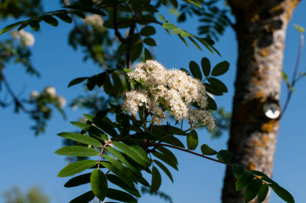 istock a cream white flower head of a mountain ash 1246933706