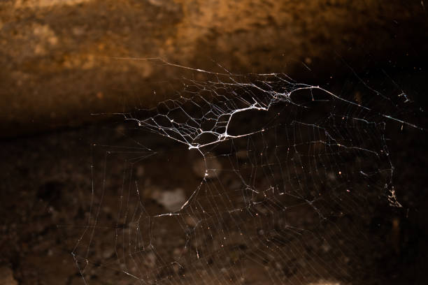 istock spider web above the old floor with light and shadow background 1246934695