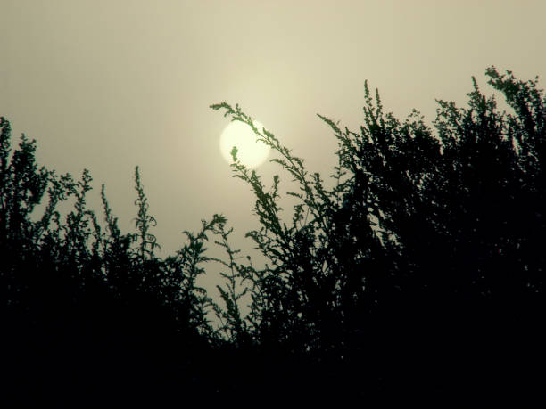 istock Summer foggy morning 1246934720