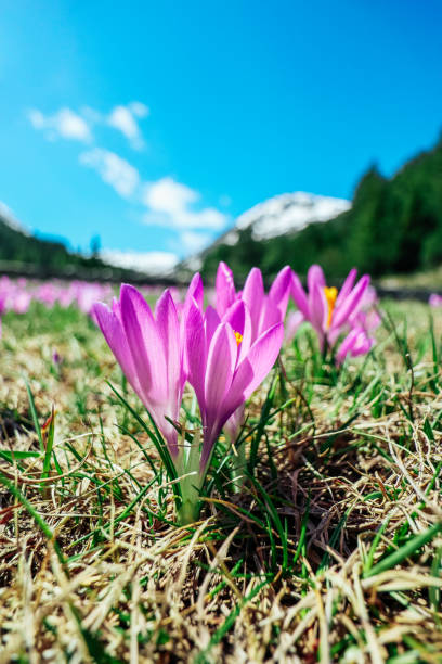 山で野生の紫色の春の花サフランの束。アルパインスプリング、クロッカスと花の背景。 - spring crocus temperate flower european alps ストックフォトと画像