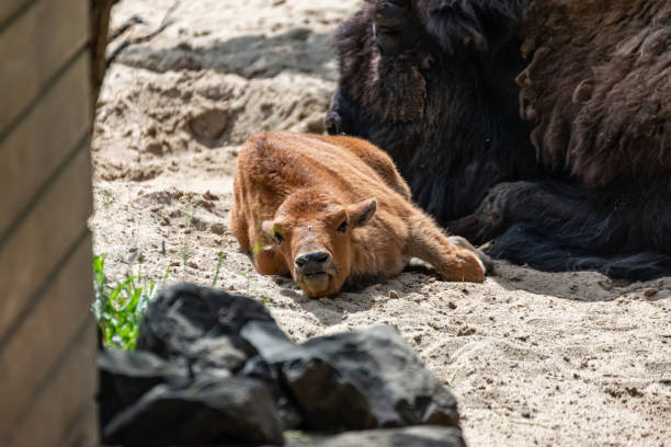 istock Young bison calf lies beside his mama 1246934847