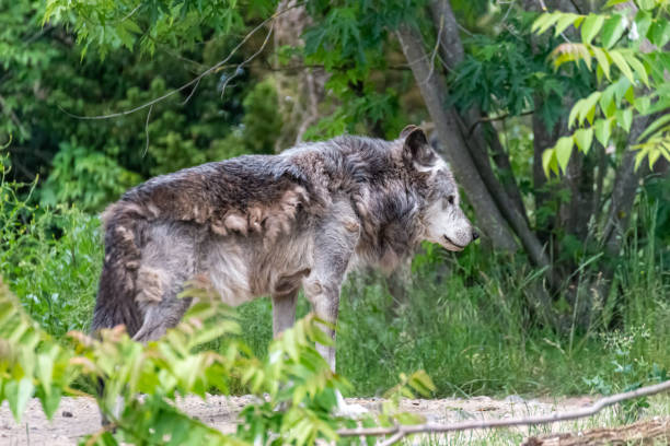 istock Timberwolf in his territory during fur change 1246934887
