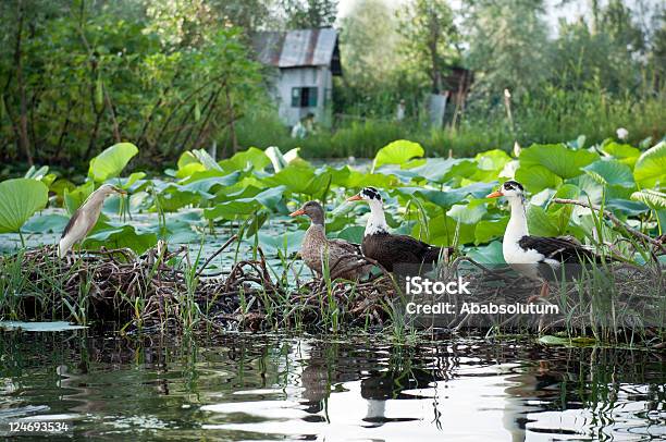 Photo libre de droit de Oiseaux En Visite banque d'images et plus d'images libres de droit de Arbre - Arbre, Asie, Canard - Oiseau aquatique