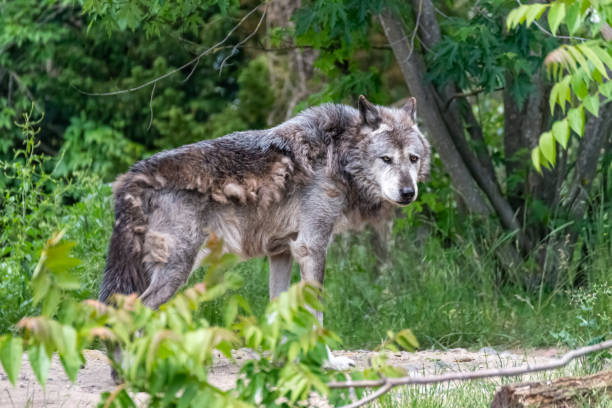 istock Timberwolf in his territory during fur change 1246936179