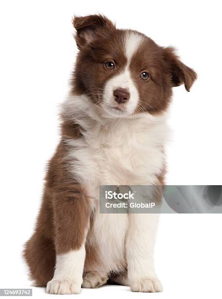 Border Collie Cachorro Ocho Semanas De Edad Sentado Fondo Blanco Foto de stock y más banco de imágenes de Cachorro - Perro