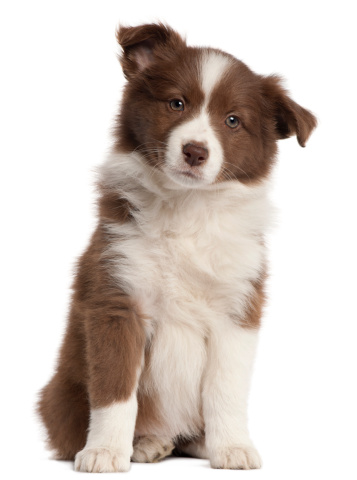 Border Collie puppy, eight weeks old, sitting in front of white background.