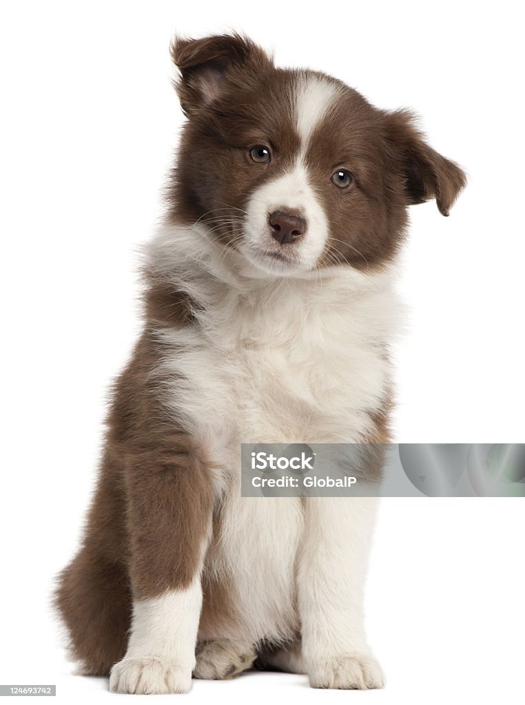 Collie Border cachorrinho, oito semanas de idade, sentado, fundo branco. - Foto de stock de Filhote de cachorro royalty-free