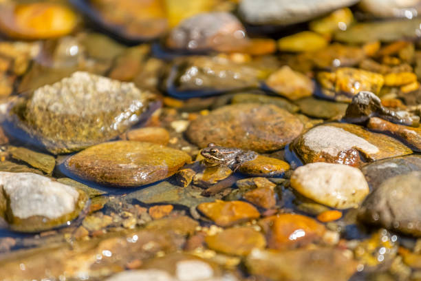 istock View at a little green frog taking sunbath on rocks river in mountain 1246940164