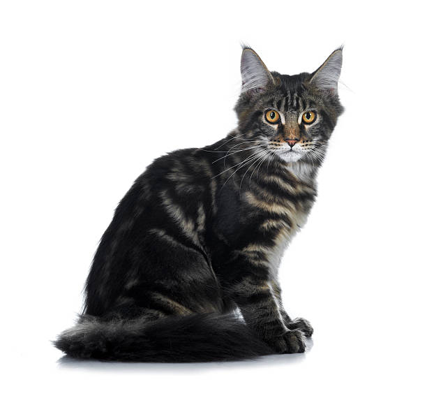 istock Maine Coon kitten. Age - 3 month 124694019