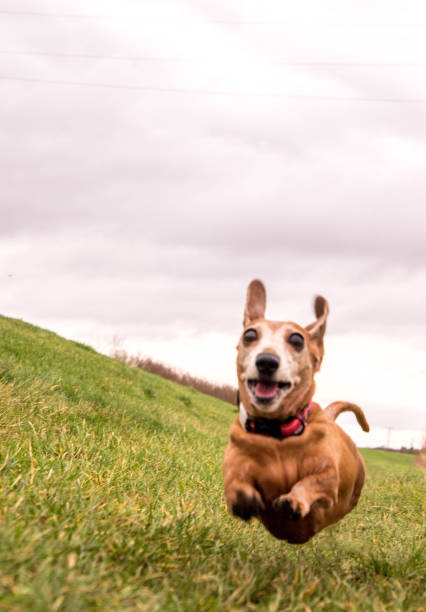 esercizio del bassotto in miniatura - pets dachshund dog running foto e immagini stock