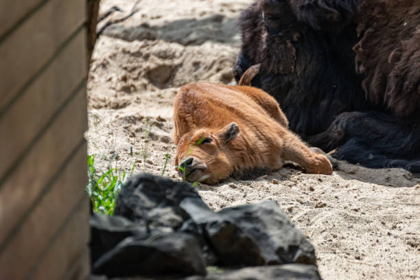istock Young bison calf lies beside his mama 1246942927