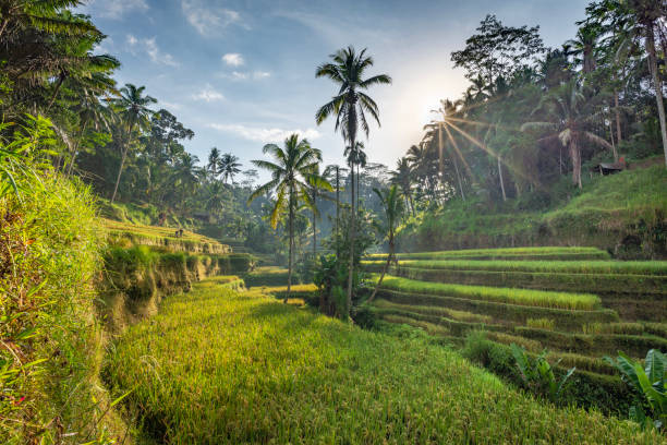 istock Tegalalang rice terraces, Bali, Indonesia 1246945206