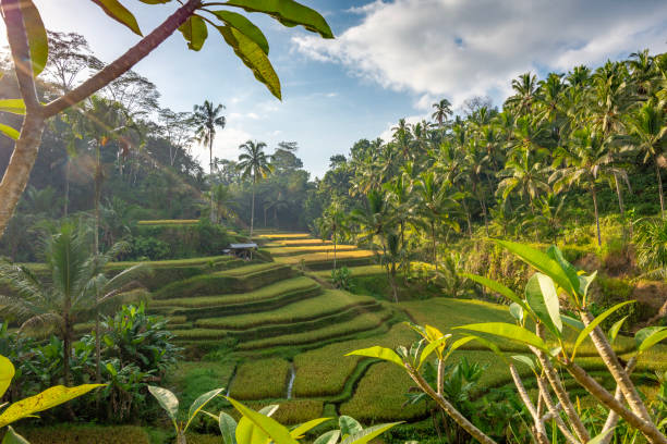 istock Tegalalang rice terraces, Bali, Indonesia 1246945217