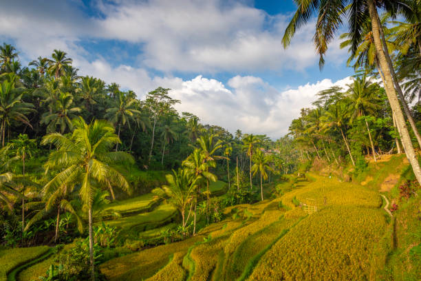 istock Tegalalang rice terraces, Bali, Indonesia 1246945231