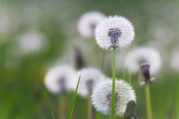 Dandelions stock photo