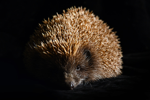 Hedgehog on a dark background. Hedgehog on the hunt. Cute and cute animal.