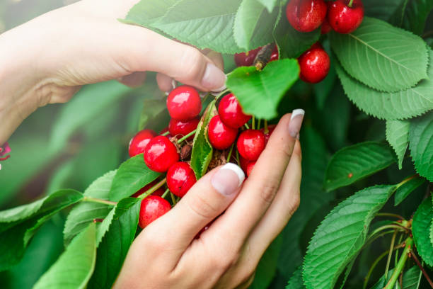 istock Woman hand holding two cherries. 1246948205