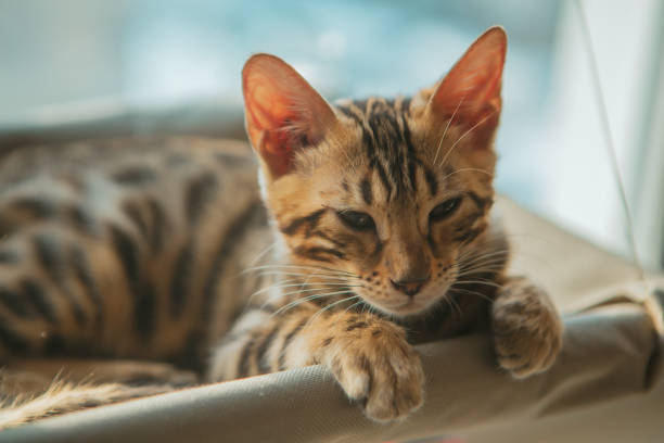 istock Cute little bengal kitty cat relaxing on the cat's window bed. 1246948248