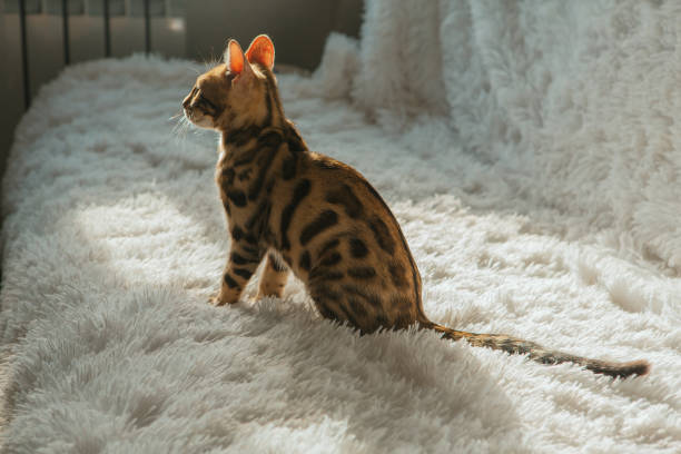 istock Little Bengal kitty sitting on the white background. 1246948249