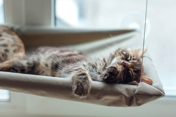 istock Cute charcoal bengal kitty cat laying on the cat's window bed and sleeping. 1246948363
