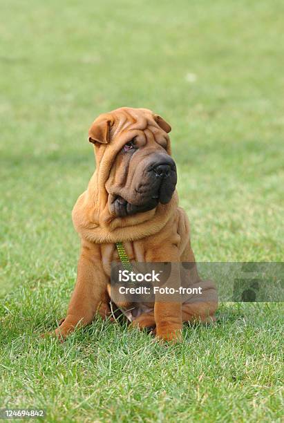 Sharpei Dog Puppy Portrait Stock Photo - Download Image Now - Chinese Culture, Dog, Shar-Pei