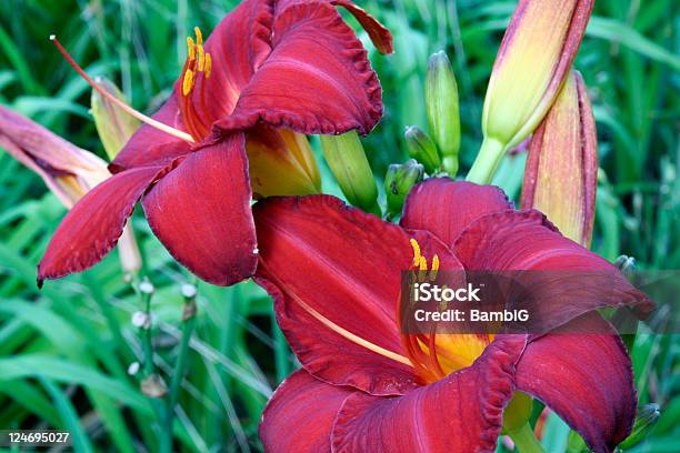 Lilien Stockfoto und mehr Bilder von Blatt - Pflanzenbestandteile - Blatt - Pflanzenbestandteile, Blume, Blume aus gemäßigter Klimazone