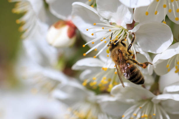 istock Bee on a flower on branch of apple tree 1246955096
