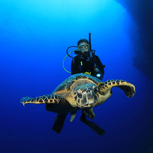 Young woman dives with a Hawksbill Sea Turtle