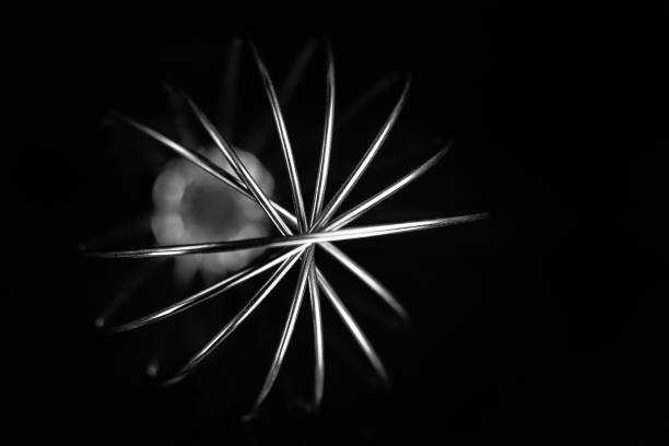 istock front view of a silver whisk 1246957432