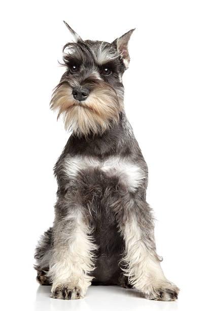 Miniature schnauzer isolated on white Miniature schnauzer sits on white background schnauzer stock pictures, royalty-free photos & images