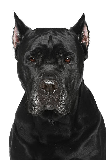 istock Cane Corso Italiano. Portrait on white background 124695856
