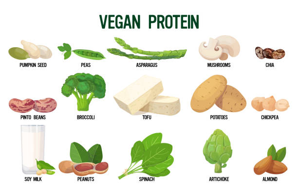 набор веганских источников белка свежей органической вегетарианской коллекции продуктов питания изолированы на белом фоне горизонтально - soy products stock illustrations
