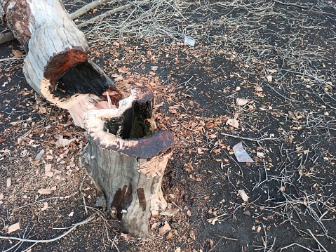 A hardwood tree in the greenery forest environment was cut on it branch.