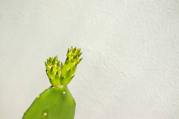 istock Fresh shoots of Estern Prickly Pear Cactus. 1246963822