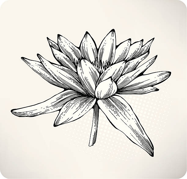 illustrations, cliparts, dessins animés et icônes de nénuphar blanc main tirage au sort - water lily single flower flower water