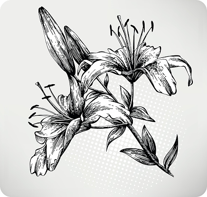 Blooming Tiger Lily Hand drawn