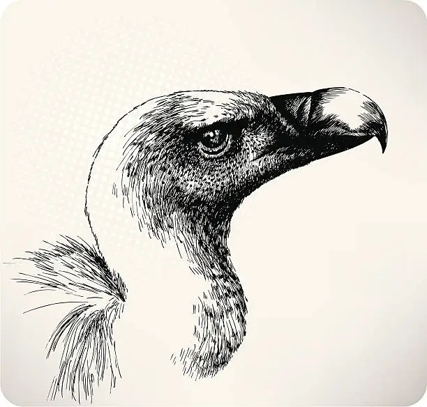 Vector illustration of Griffon Vulture hand drawn