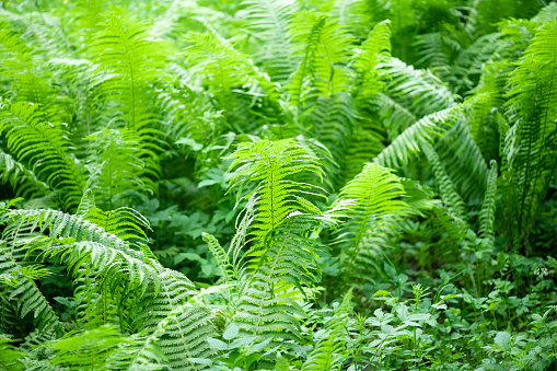 Lush fresh green leaves of fern and other plants in late spring or early summer. The image was captured with a sharp prime (105mm macro) lens and a full frame DSLR camera. Shallow depth of field. Blurred background. Large space for copy.