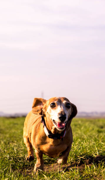 esercizio di bassotto in miniatura - pets dachshund dog running foto e immagini stock