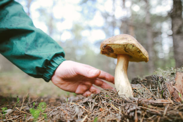 istock Bolete mushrooms 1246966656