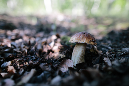 Forest of fungus sprouting in a shady spot in Pembrokeshire, Wales.