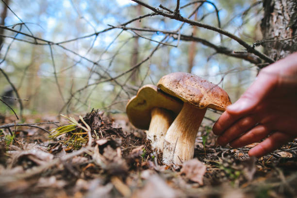 istock Bolete mushrooms 1246966671