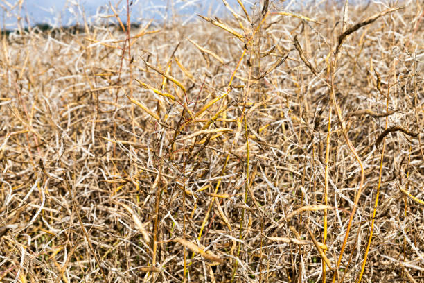 istock agricultural field rapeseed 1246976090