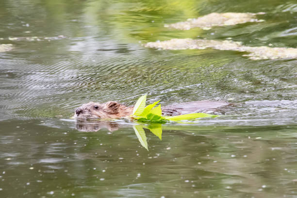 istock Beaver swimming with tree branch 1246976210