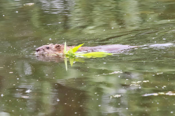 istock Beaver swimming with tree branch 1246976219